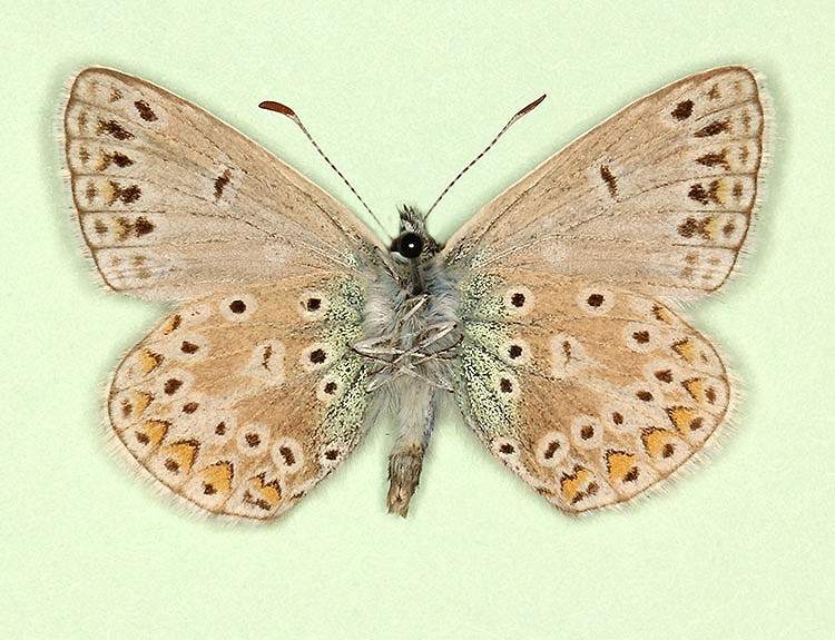 Polyommatus icarus male (aberrant form discreta, verso) (Internet Image property of respective owner, non-commercial use only)